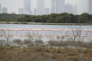 Flamingos in Dubai by AndreaDetto