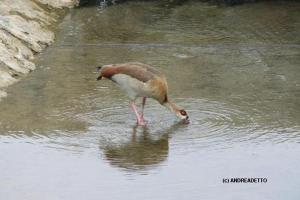 Wild bird in Ras Al Khor Sanctuary by AndreaDetto